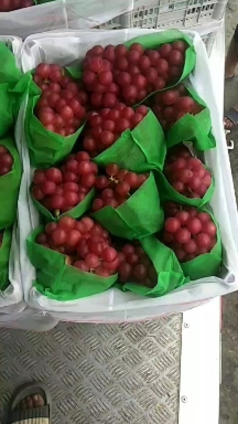 巨峰葡萄，红水晶，水晶红巨峰，红玫瑰，红葡萄