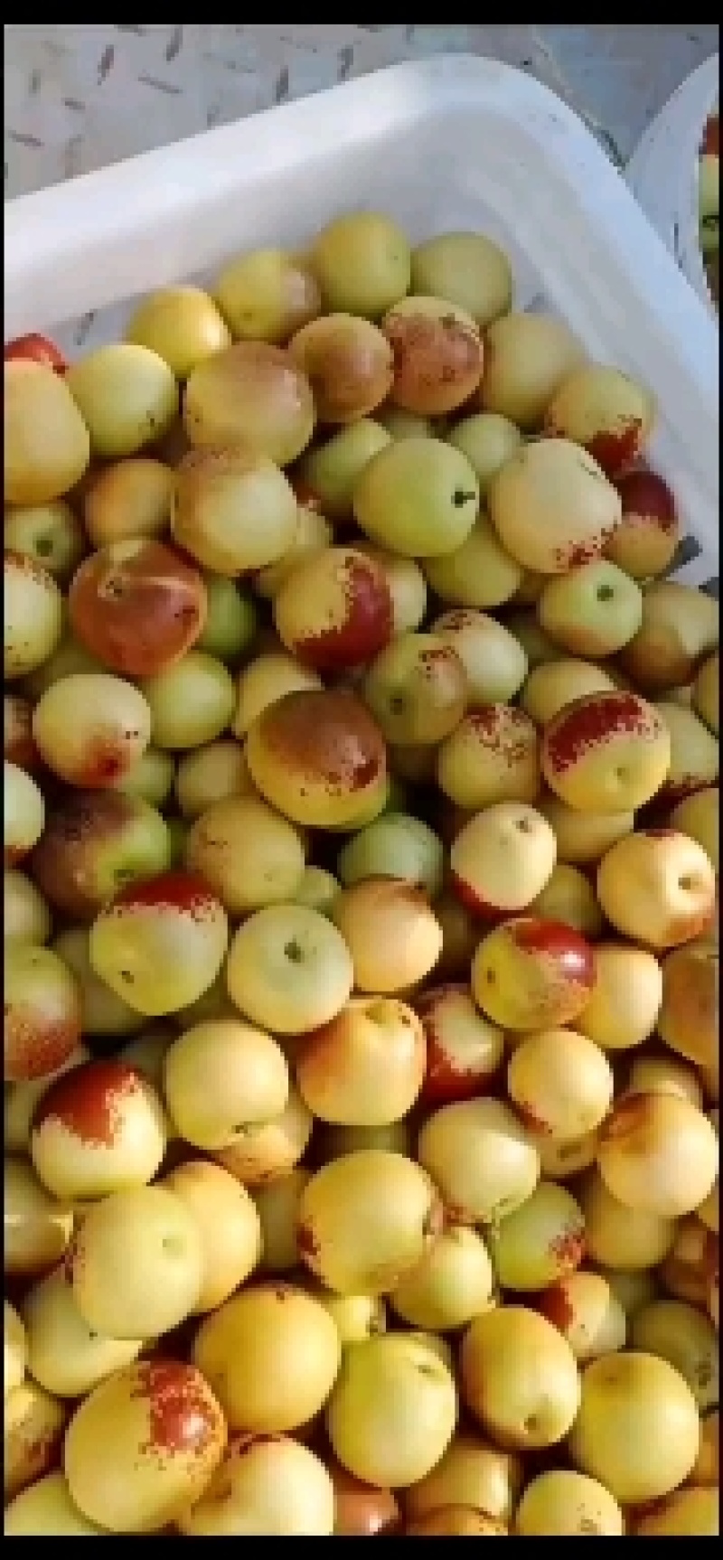 冬枣