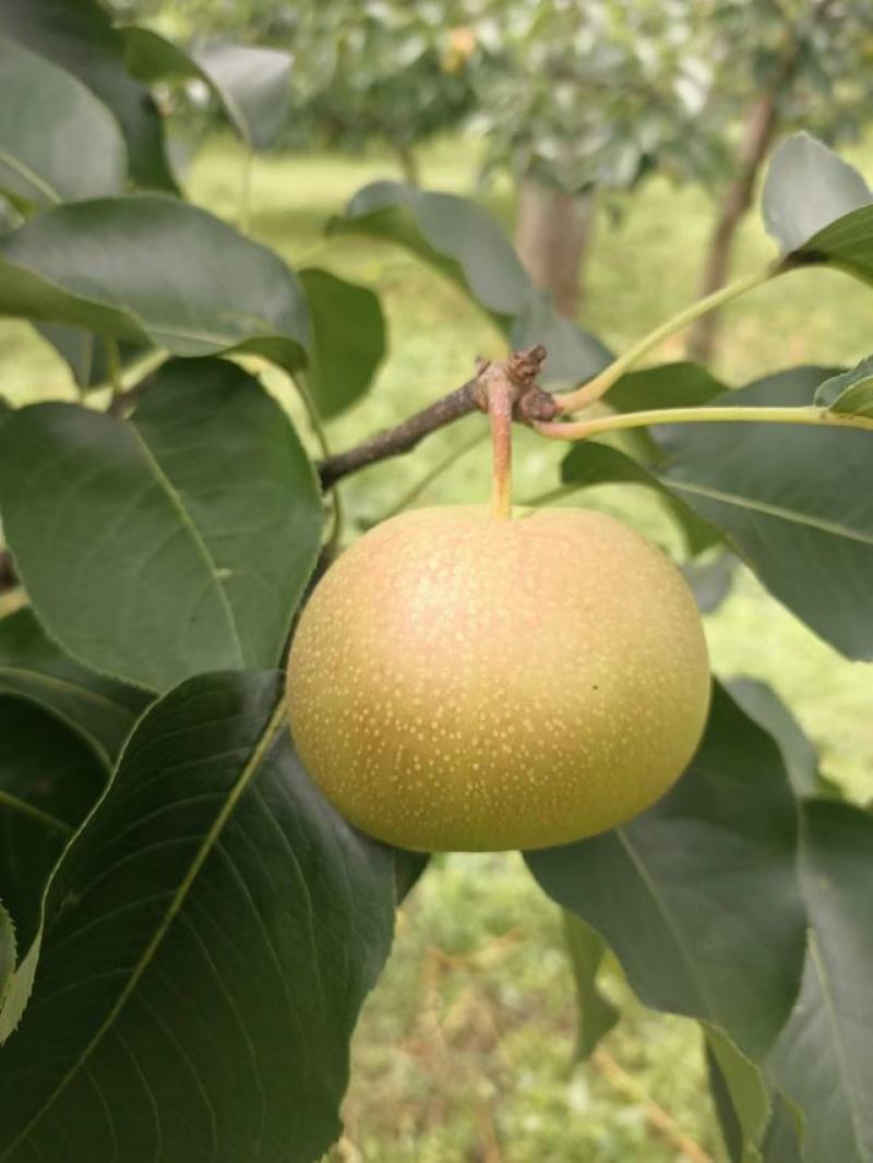 苹果梨