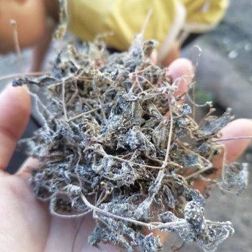 藤茶
