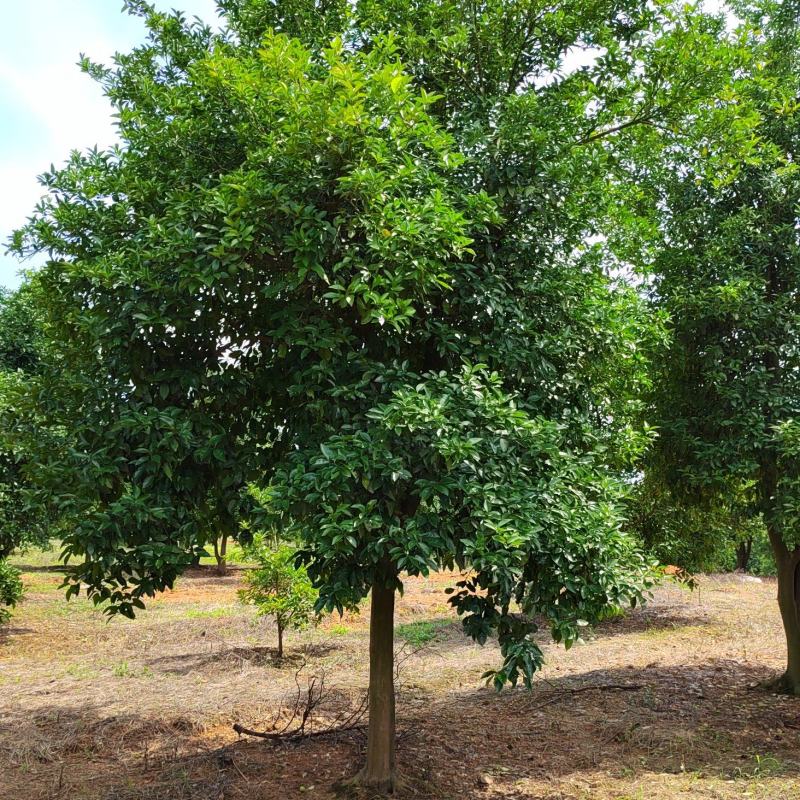 香泡树12-18公分，基地直发，货源充足，可视频看货
