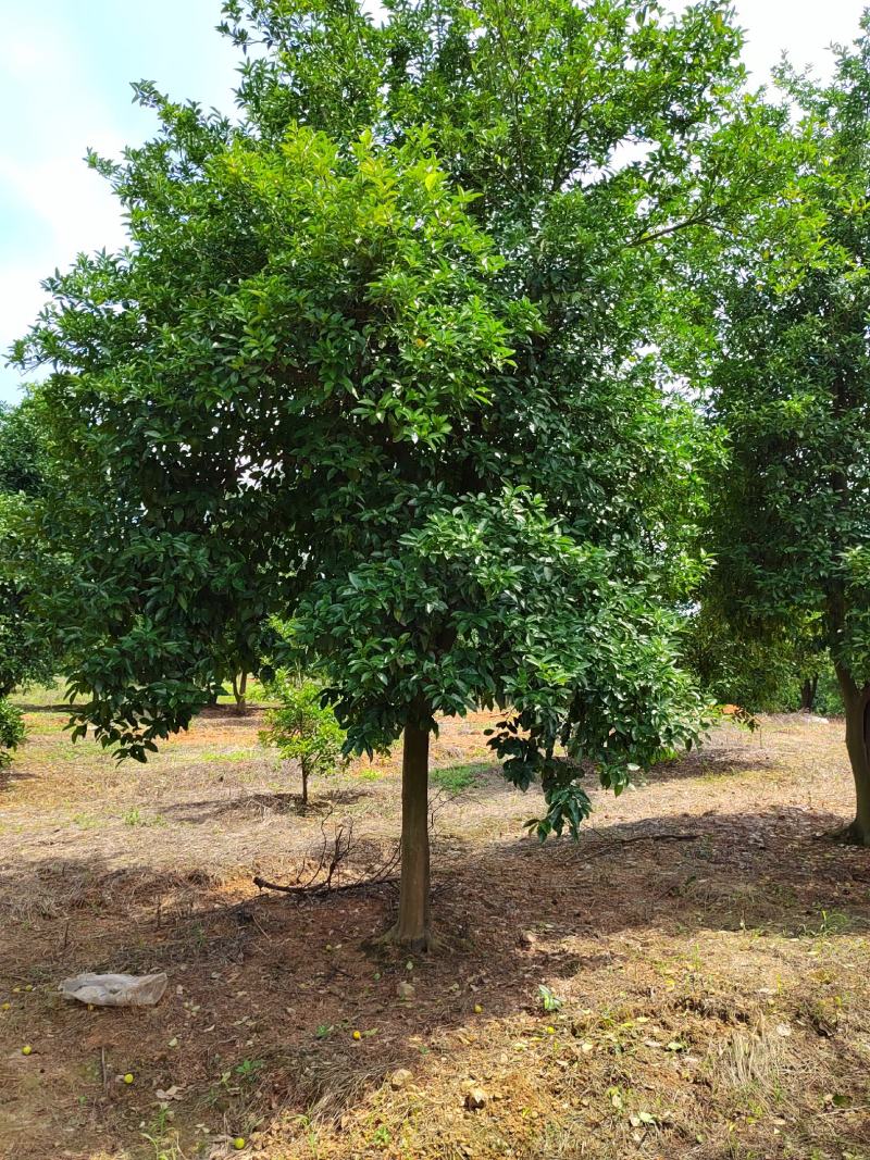 香泡树12-18公分，基地直发，货源充足，可视频看货