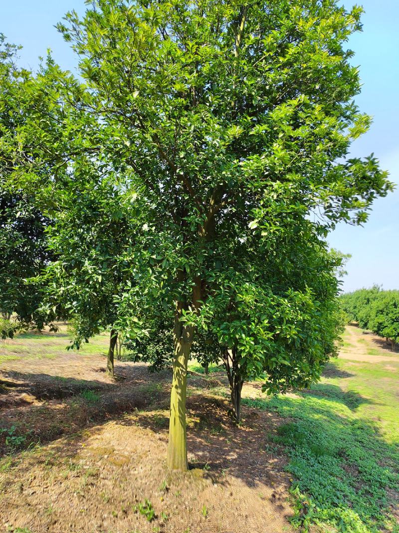 香泡树12-18公分，基地直发，货源充足，可视频看货