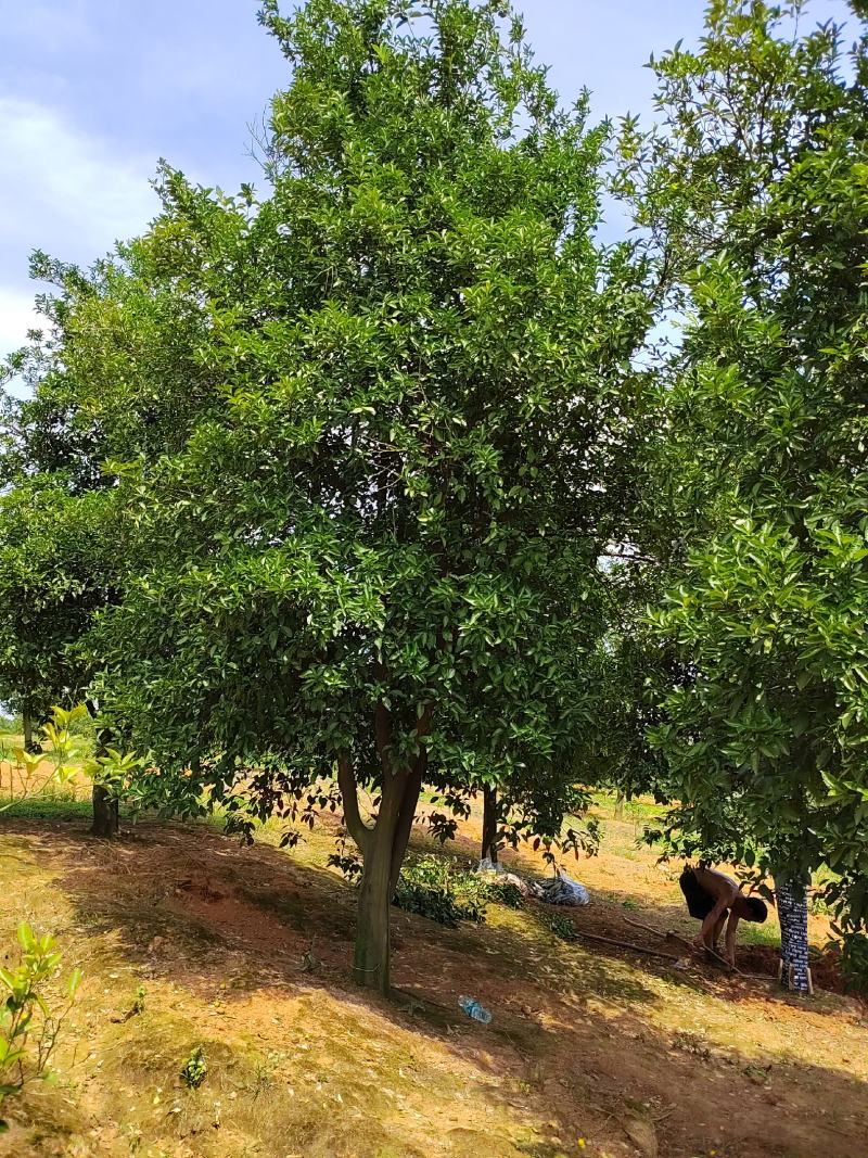 香泡树12-18公分，基地直发，货源充足，可视频看货