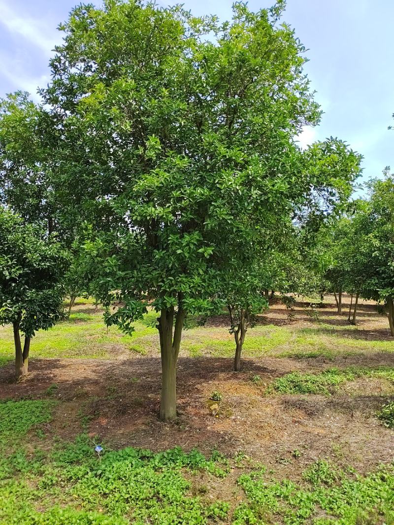 香泡树12-18公分，基地直发，货源充足，可视频看货