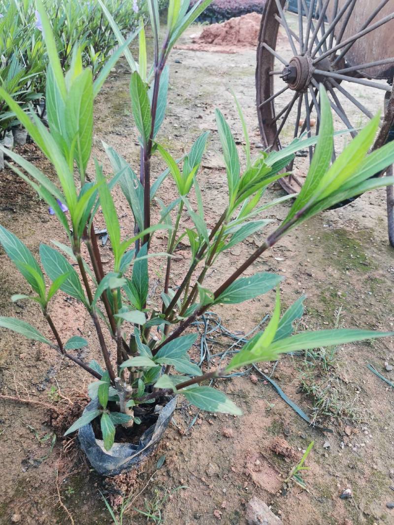 翠芦莉