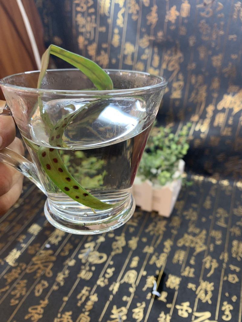 热卖中肾精茶，又称排石茶，男女皆可饮，开水冲服，每天一次