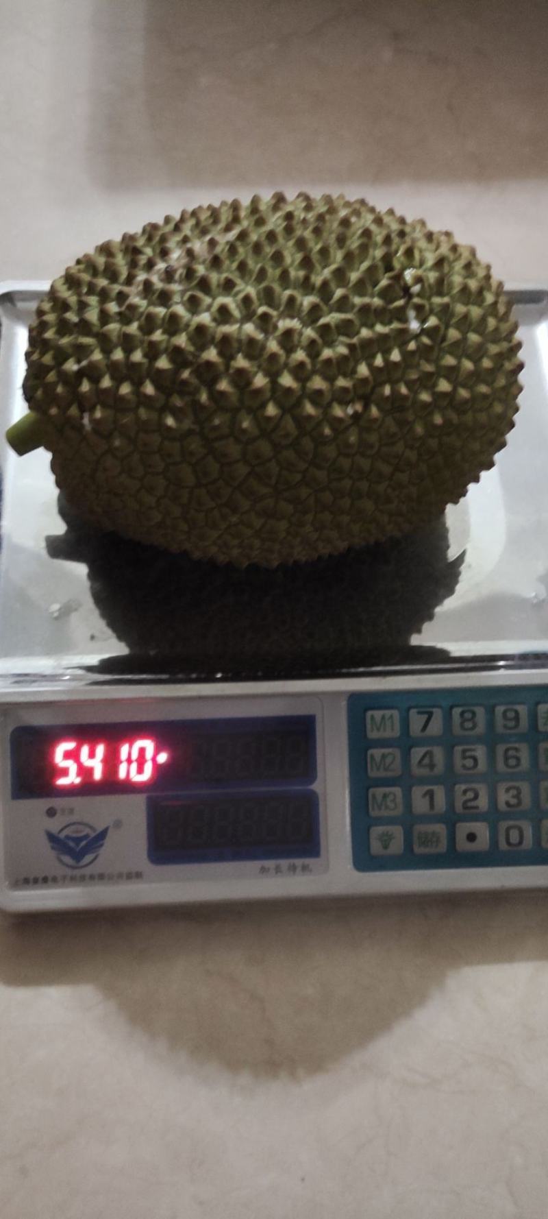 【牛商推荐】白沙榴莲蜜苗大丁红长孟尖等品种欢迎订购