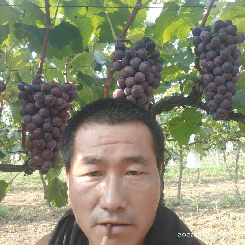 本地，露天，精品葡萄，户太八号葡萄！抓型紧揍，颗粒均匀饱