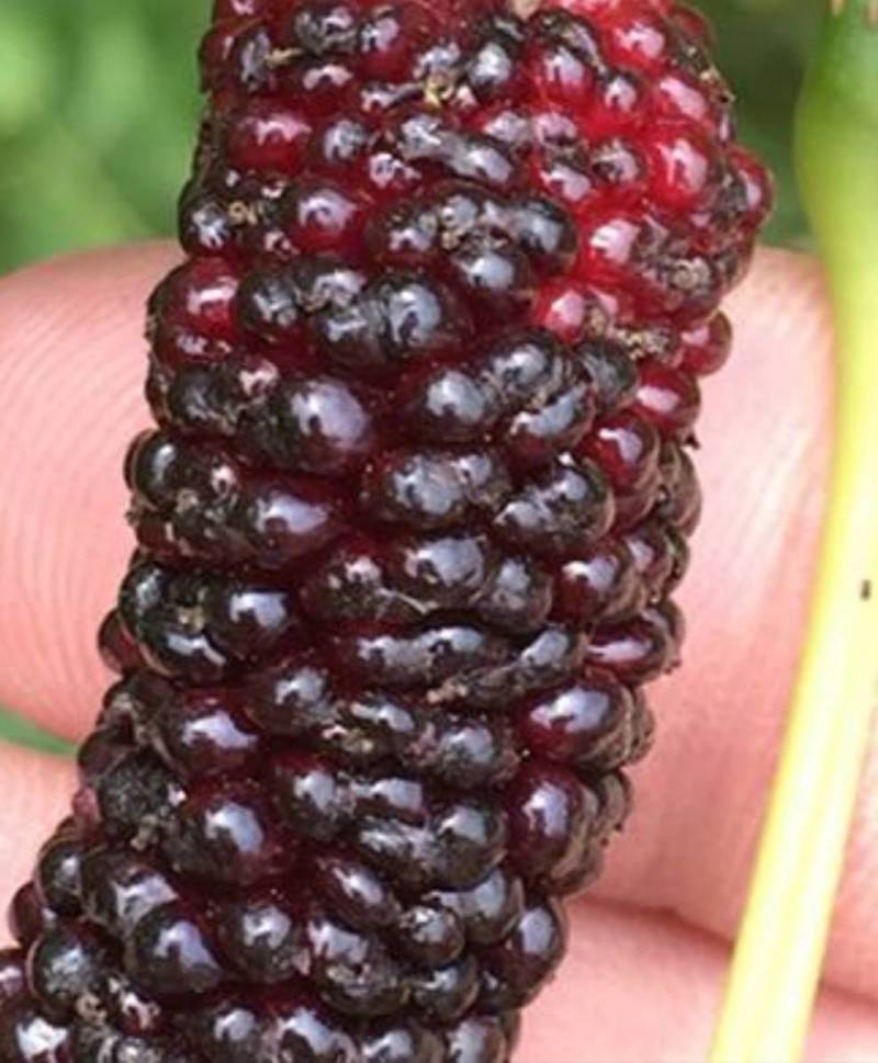 果桑树苗无籽大十桑葚树苗当年种植当年结果嫁接苗