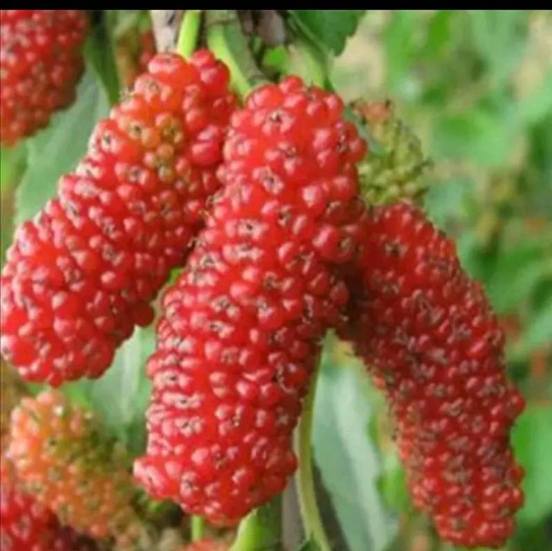 果桑树苗无籽大十桑葚树苗当年种植当年结果嫁接苗
