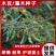 木豆种子木豆草种子灌木种子园林绿化饲料草籽多年生灌木