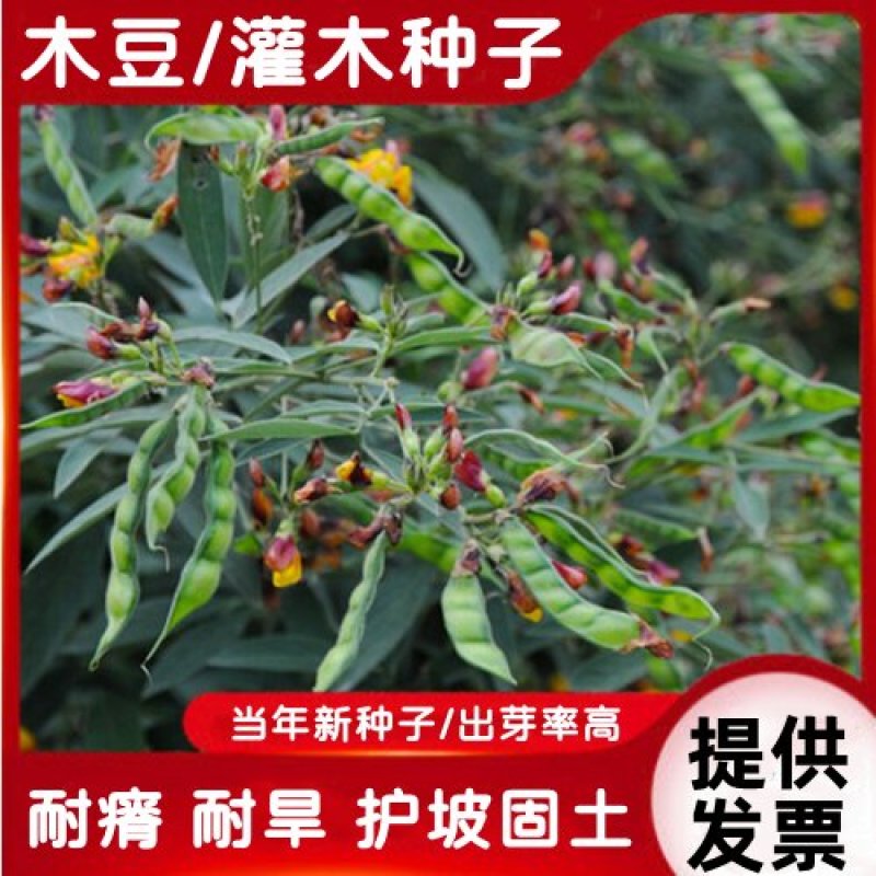 木豆种子木豆草种子灌木种子园林绿化饲料草籽多年生灌木