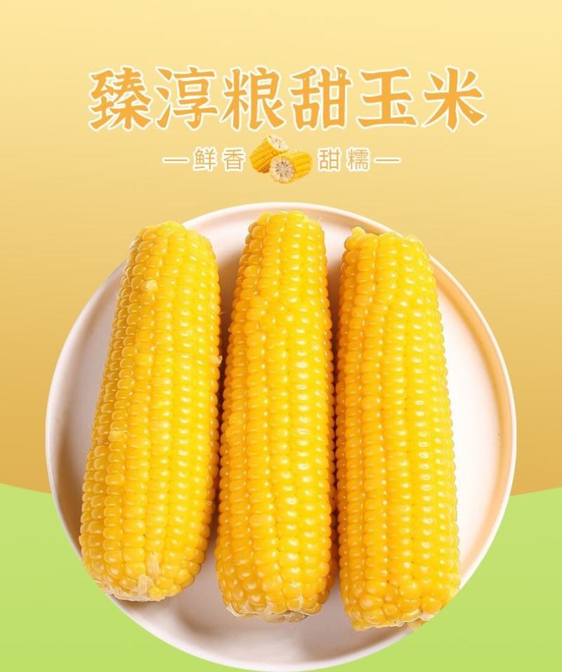 一件代发臻淳粮甜粘玉米包邮