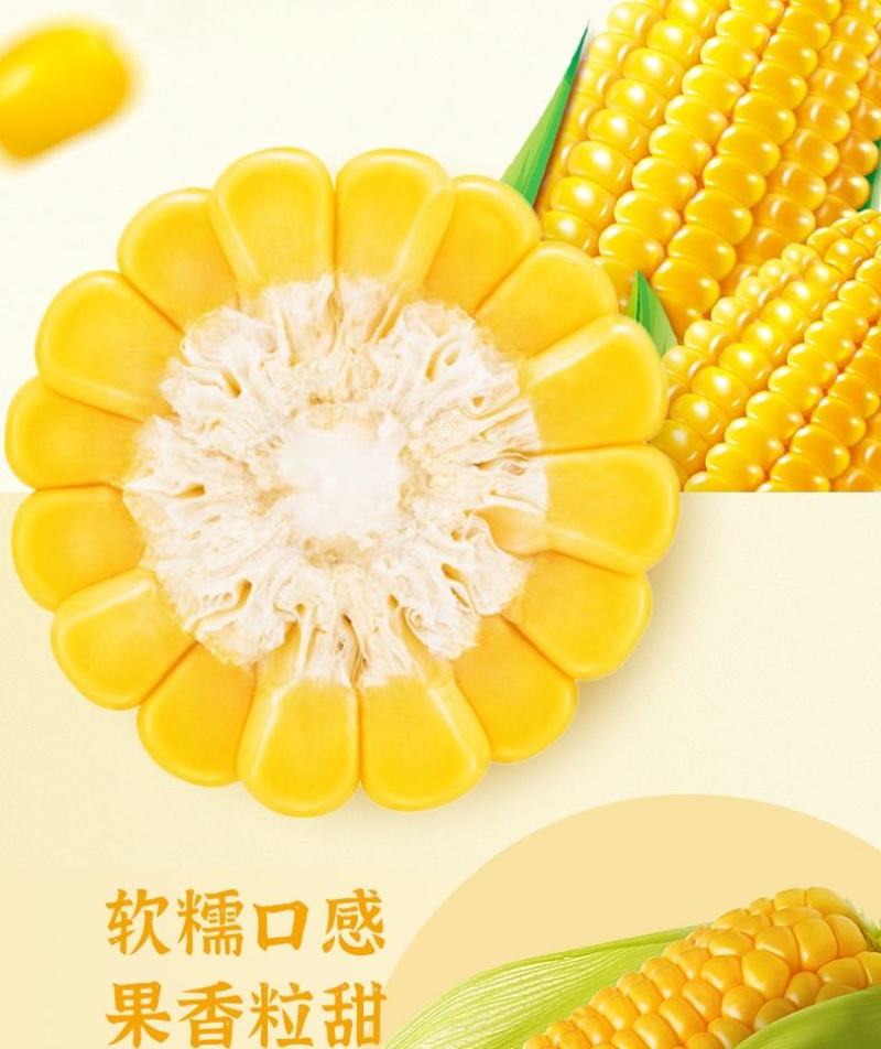 一件代发臻淳粮甜粘玉米包邮