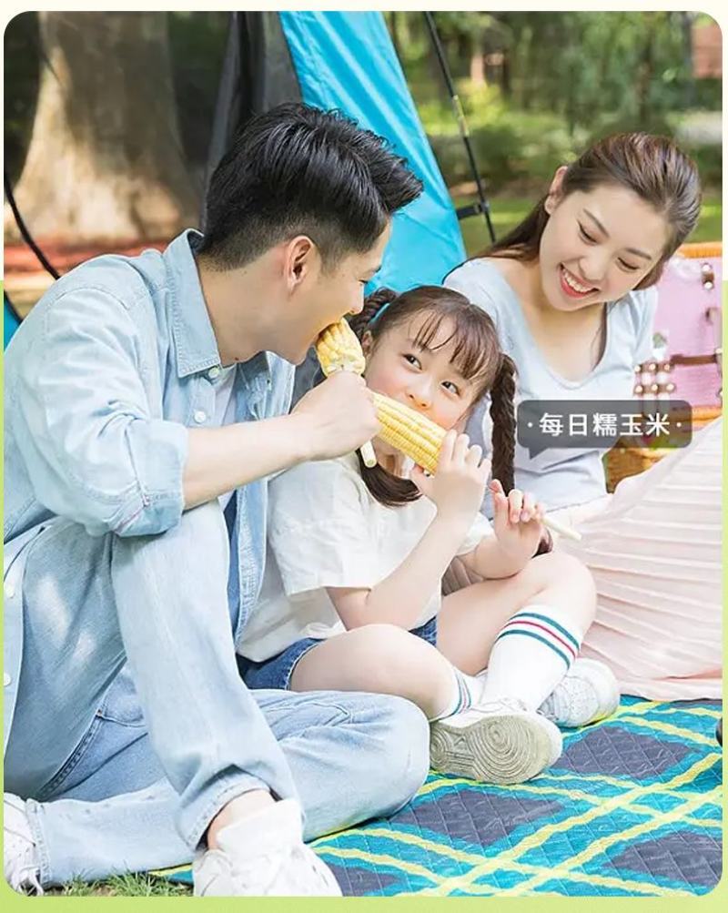 一件代发臻淳粮甜粘玉米包邮
