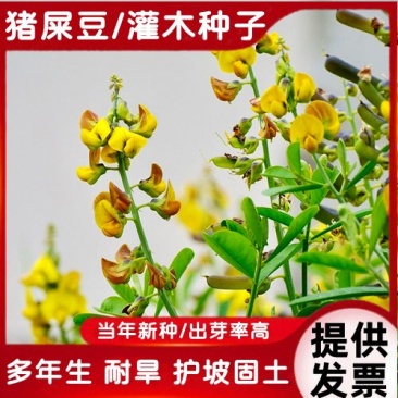 灌木猪屎豆种子护坡固土复绿多年生草本植物耐贫瘠耐旱