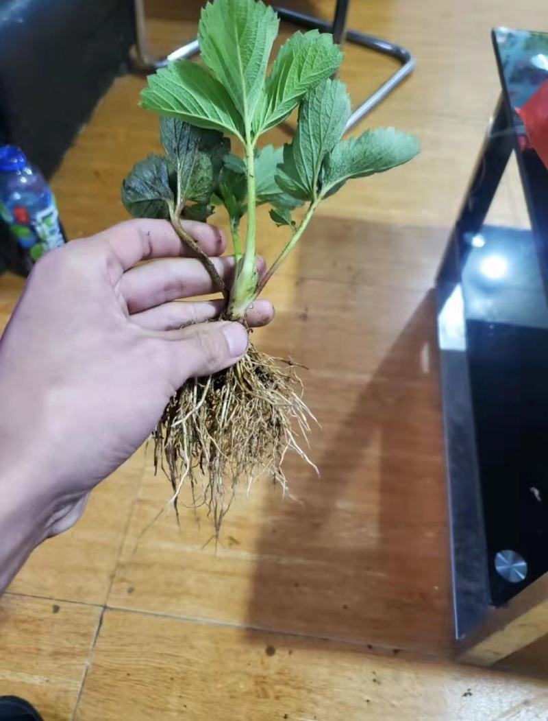 法兰地草莓苗法兰帝草莓苗甜查理草莓苗签合同包成活