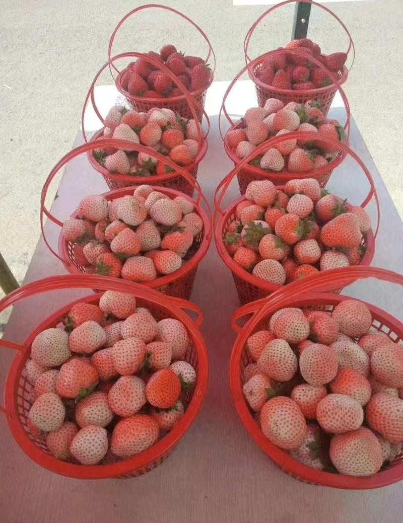 法兰地草莓苗法兰帝草莓苗甜查理草莓苗签合同包成活