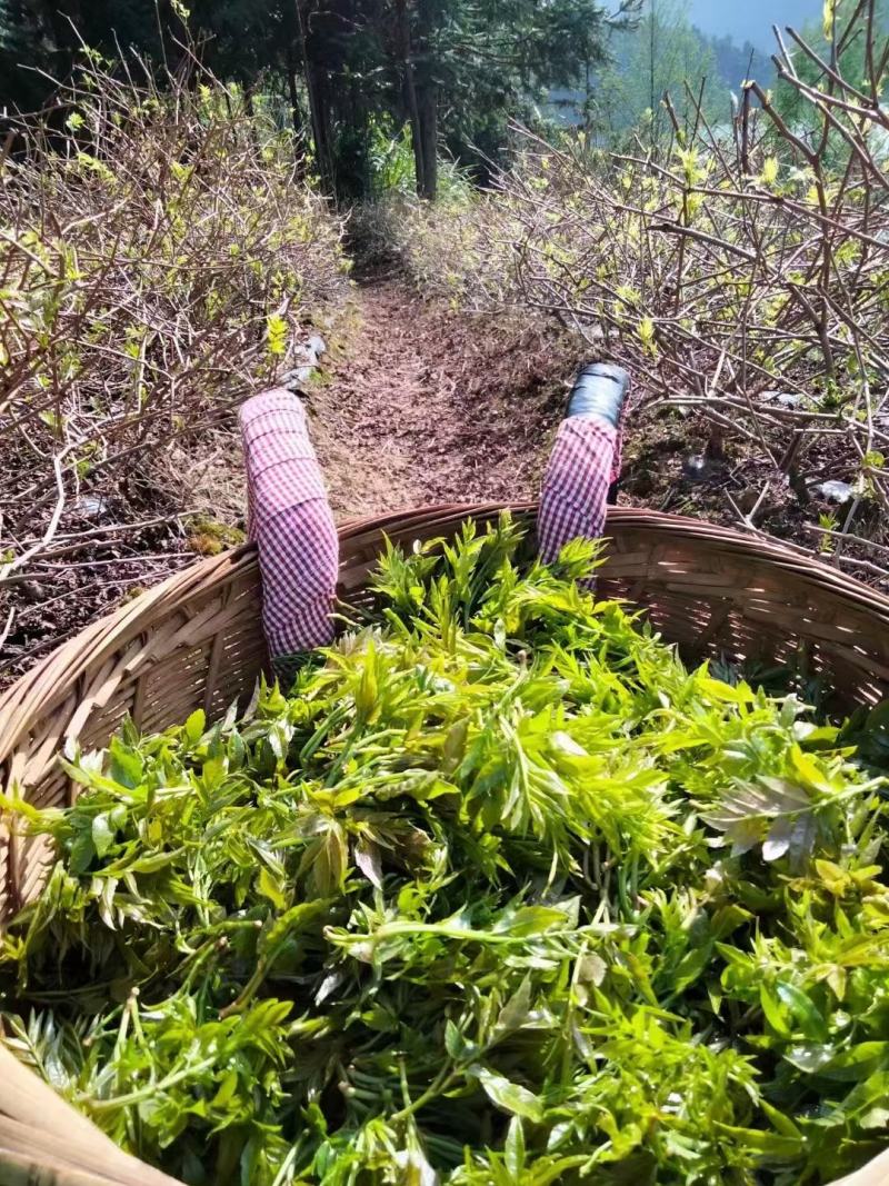 茅岩莓
