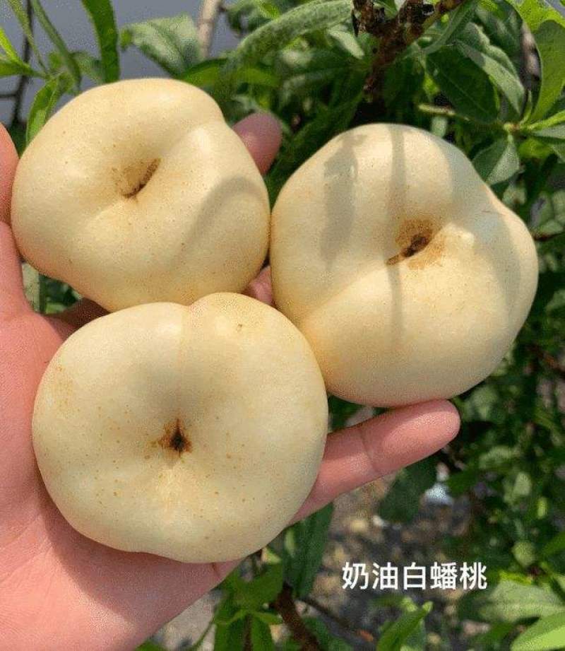 桃树苗黄金蟠桃树苗，果大离核，果肉浓香脆甜