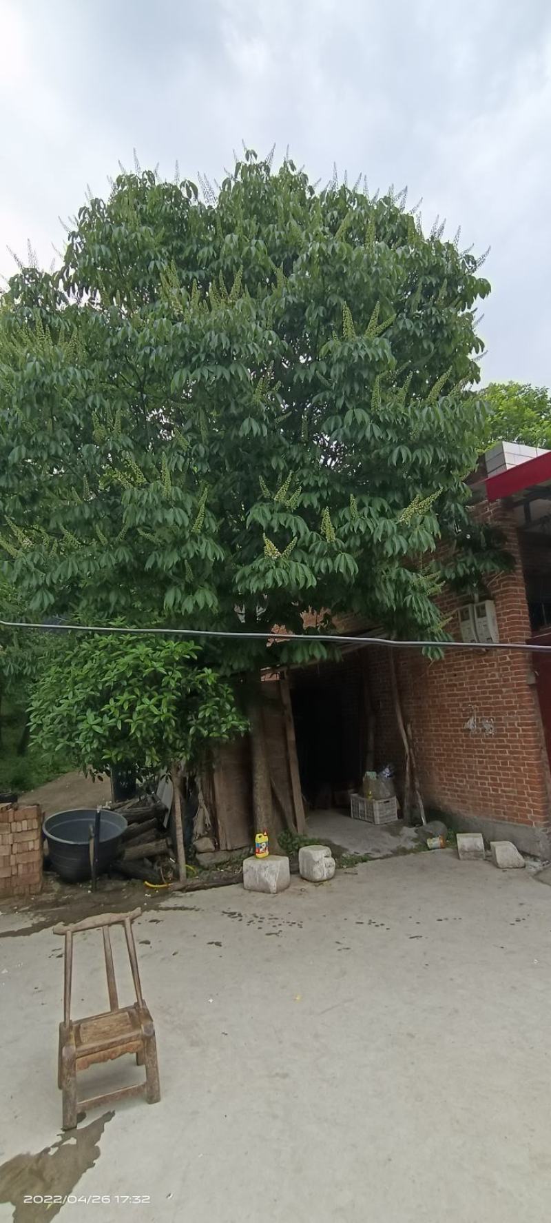 七叶树
