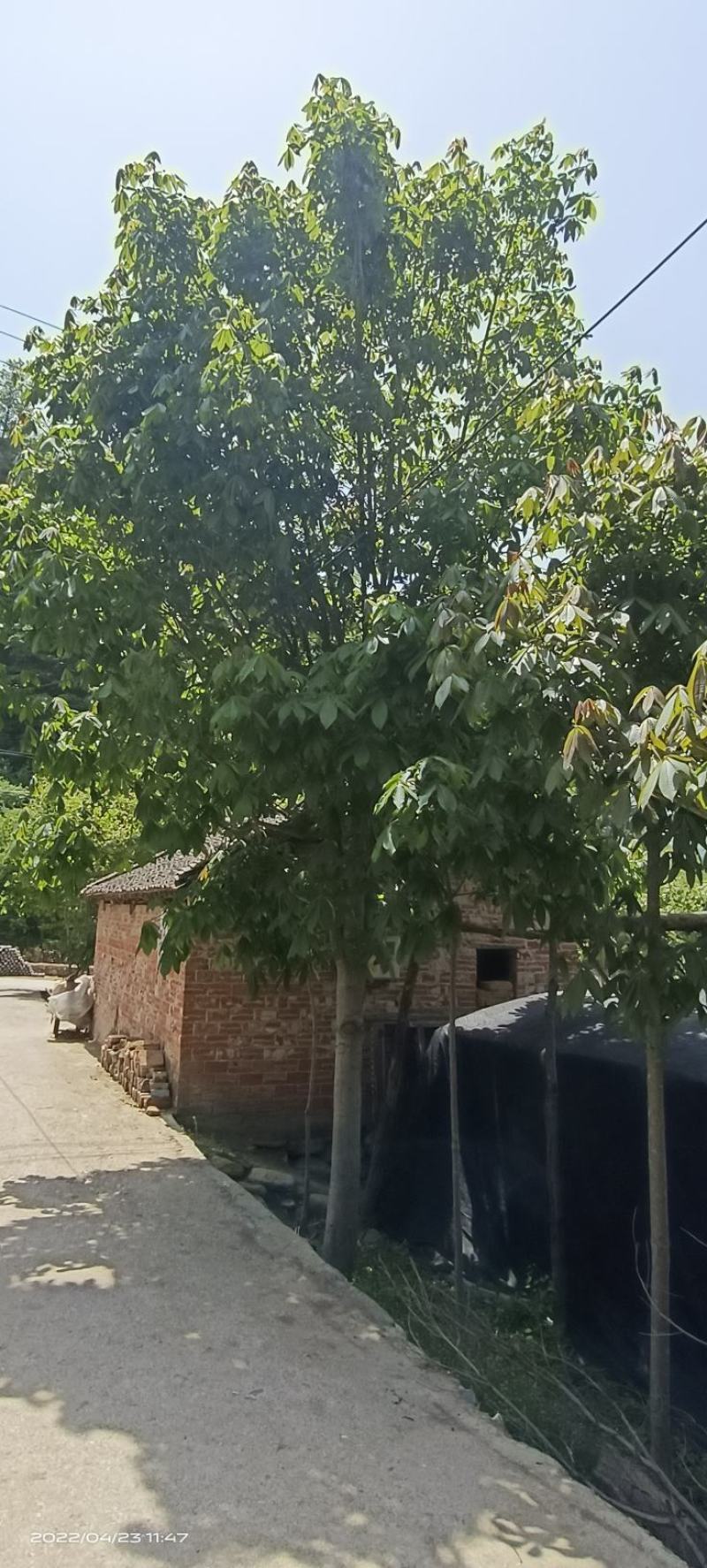 七叶树