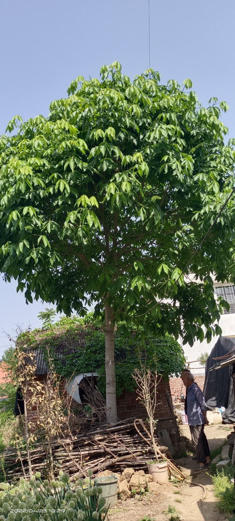 七叶树