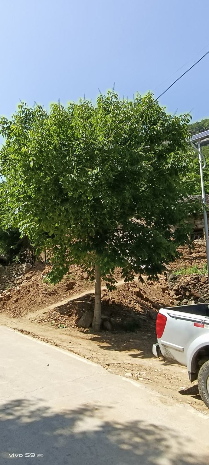 七叶树