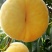 桃树苗黄金蟠桃树苗，果大离核，果肉浓香脆甜