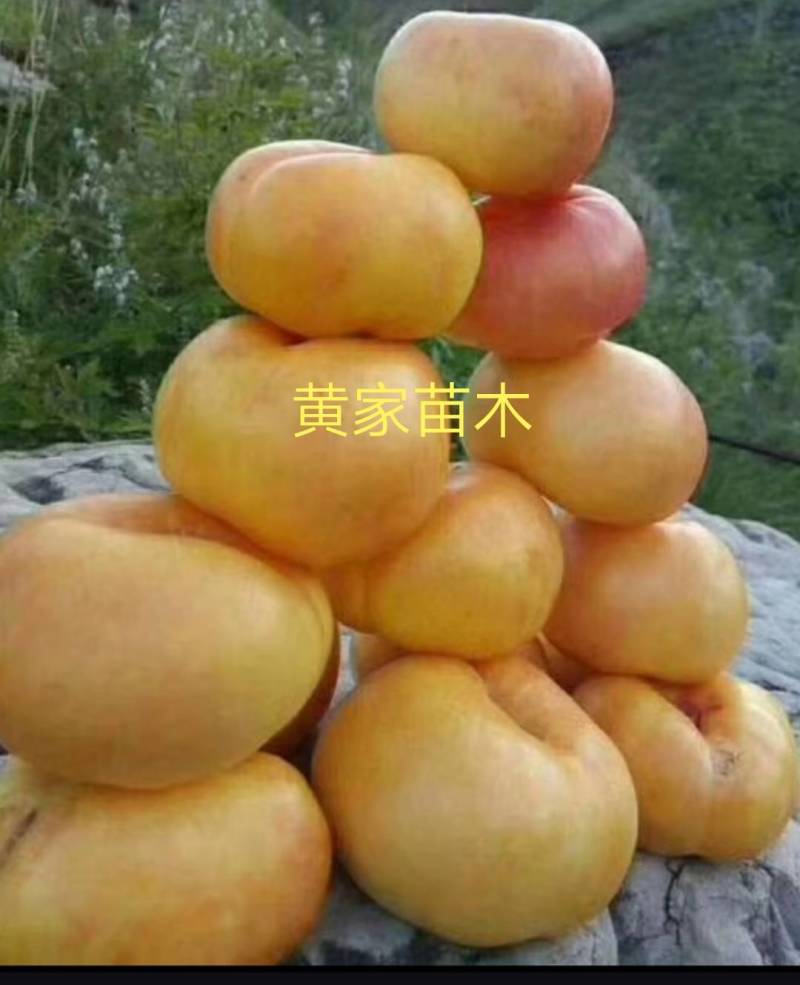 桃树苗黄金蟠桃树苗，果大离核，果肉浓香脆甜