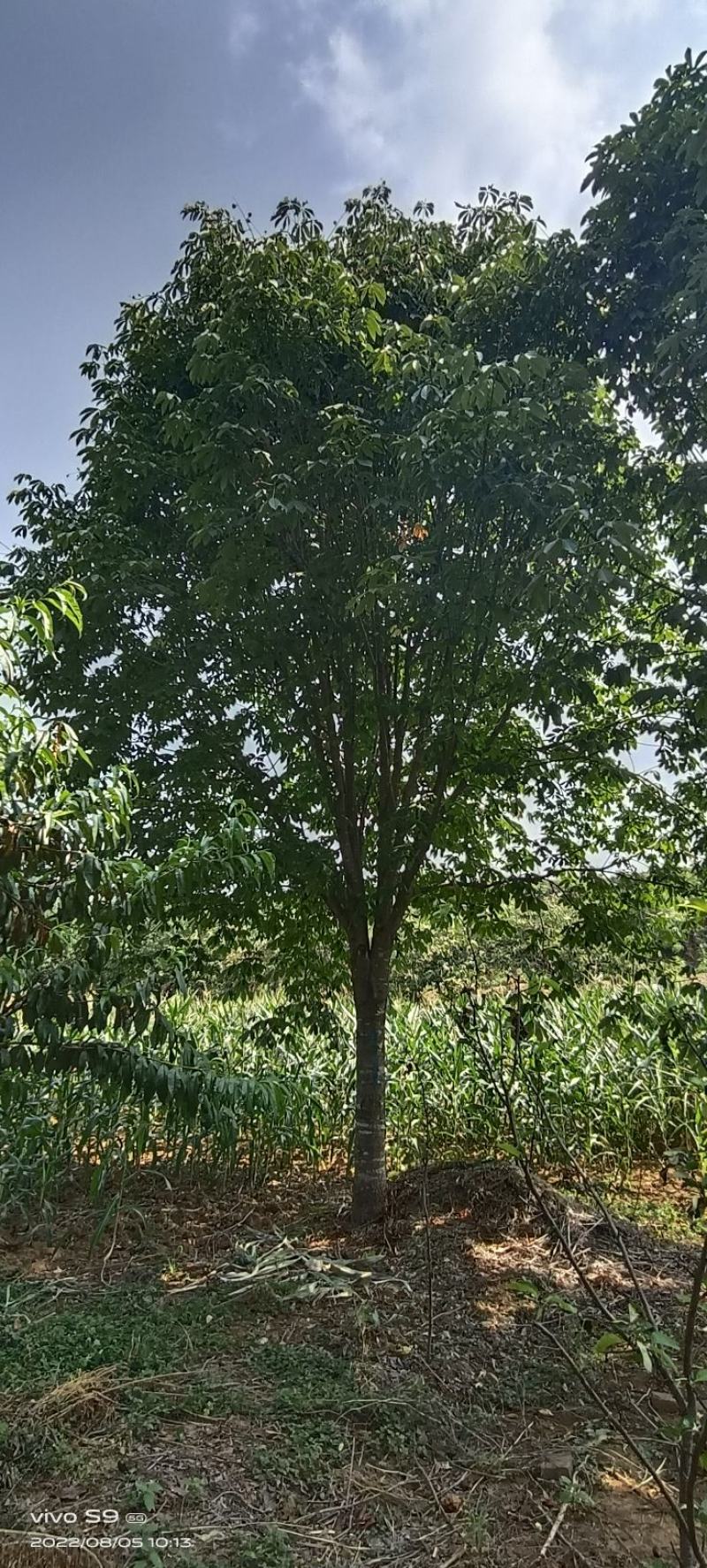 七叶树