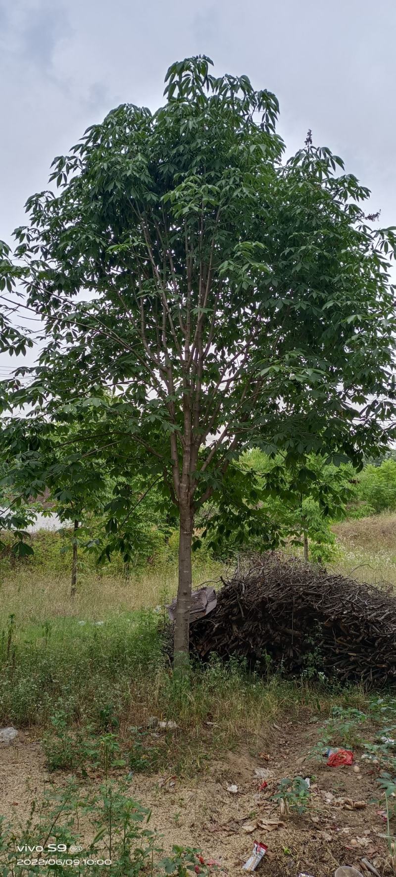 七叶树
