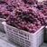 新疆红提葡萄品种繁多口感丰富，要多少有多少货