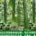 黄瓜专用肥中量元素水溶肥