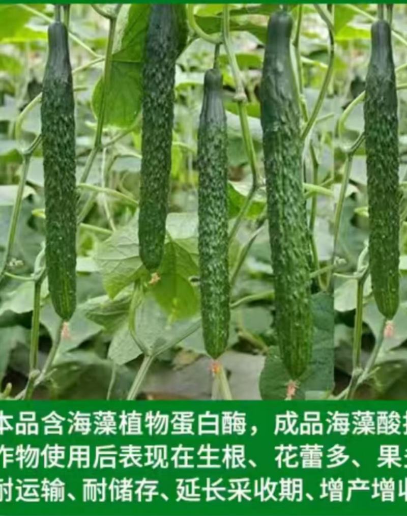 黄瓜专用肥中量元素水溶肥