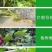 黄瓜专用肥中量元素水溶肥