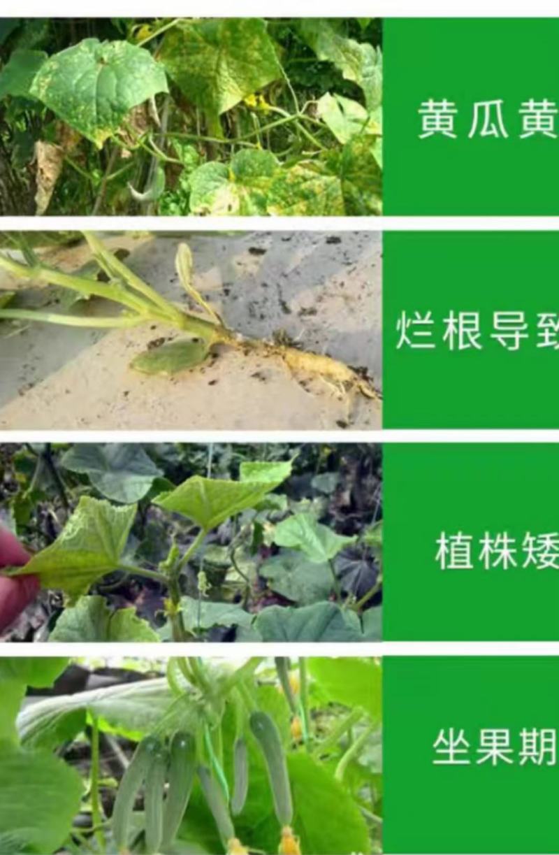 黄瓜专用肥中量元素水溶肥