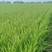 五常大米农户自产自销长粒香普通包装大米价格优惠