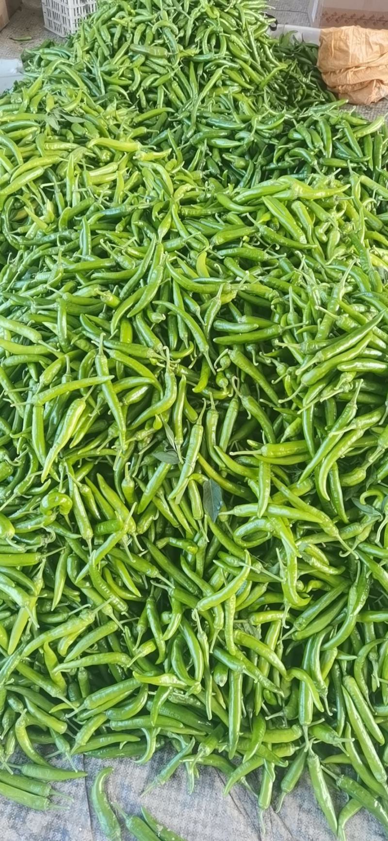 【推荐】杭椒津红二号白辣椒腌制辣椒加工厂大吨位供应