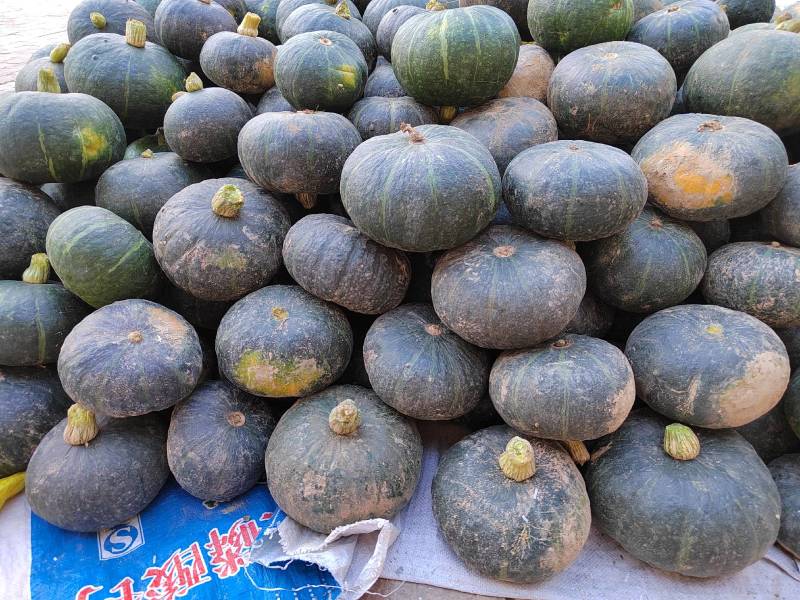 板栗南瓜