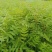 珍珠梅小苗播种，价格低，质量好，量大优惠