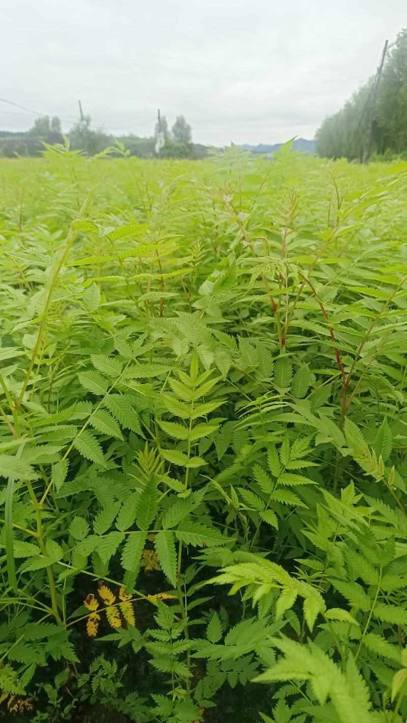 珍珠梅小苗播种，价格低，质量好，量大优惠