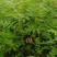 珍珠梅小苗播种，价格低，质量好，量大优惠