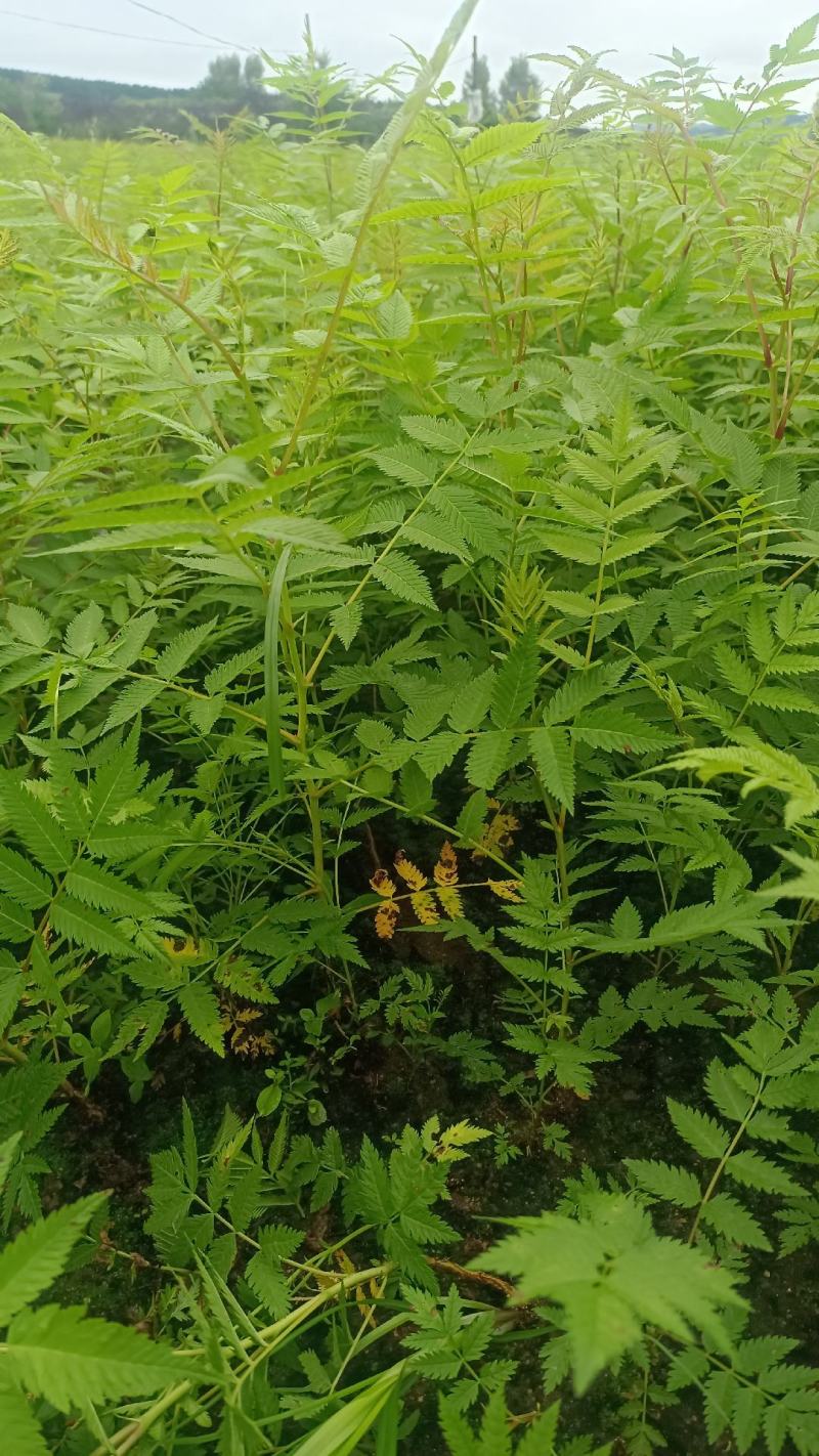 珍珠梅小苗播种，价格低，质量好，量大优惠