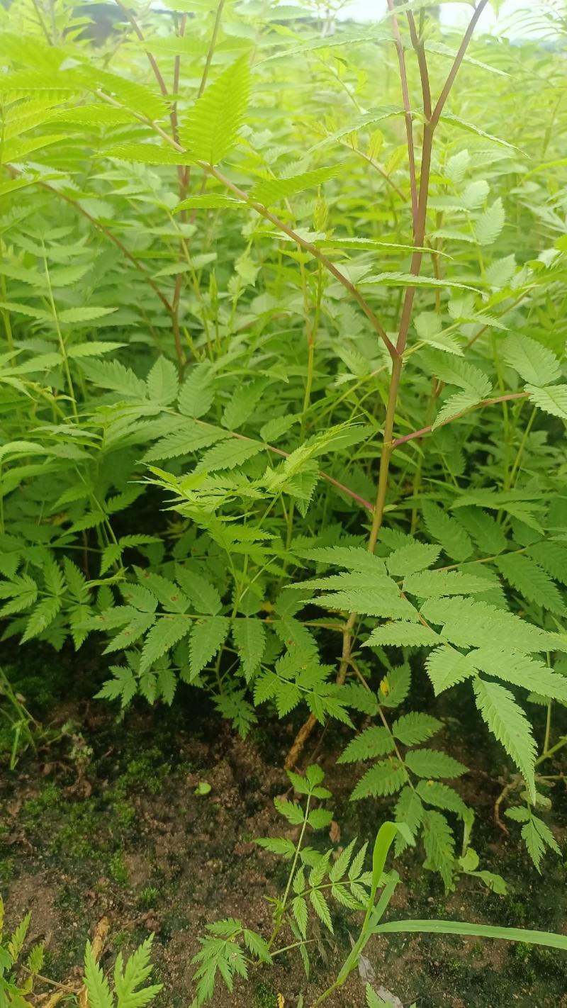 珍珠梅小苗播种，价格低，质量好，量大优惠