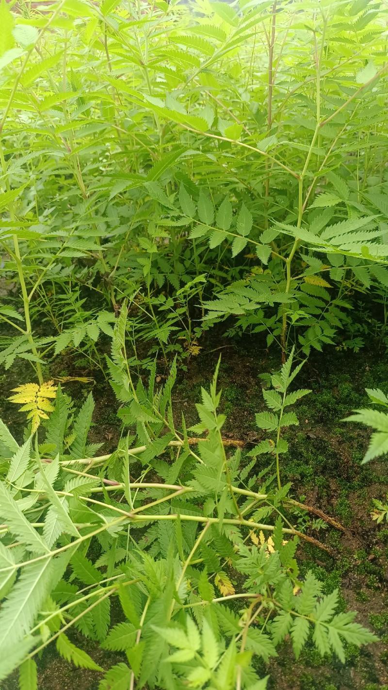 珍珠梅小苗播种，价格低，质量好，量大优惠