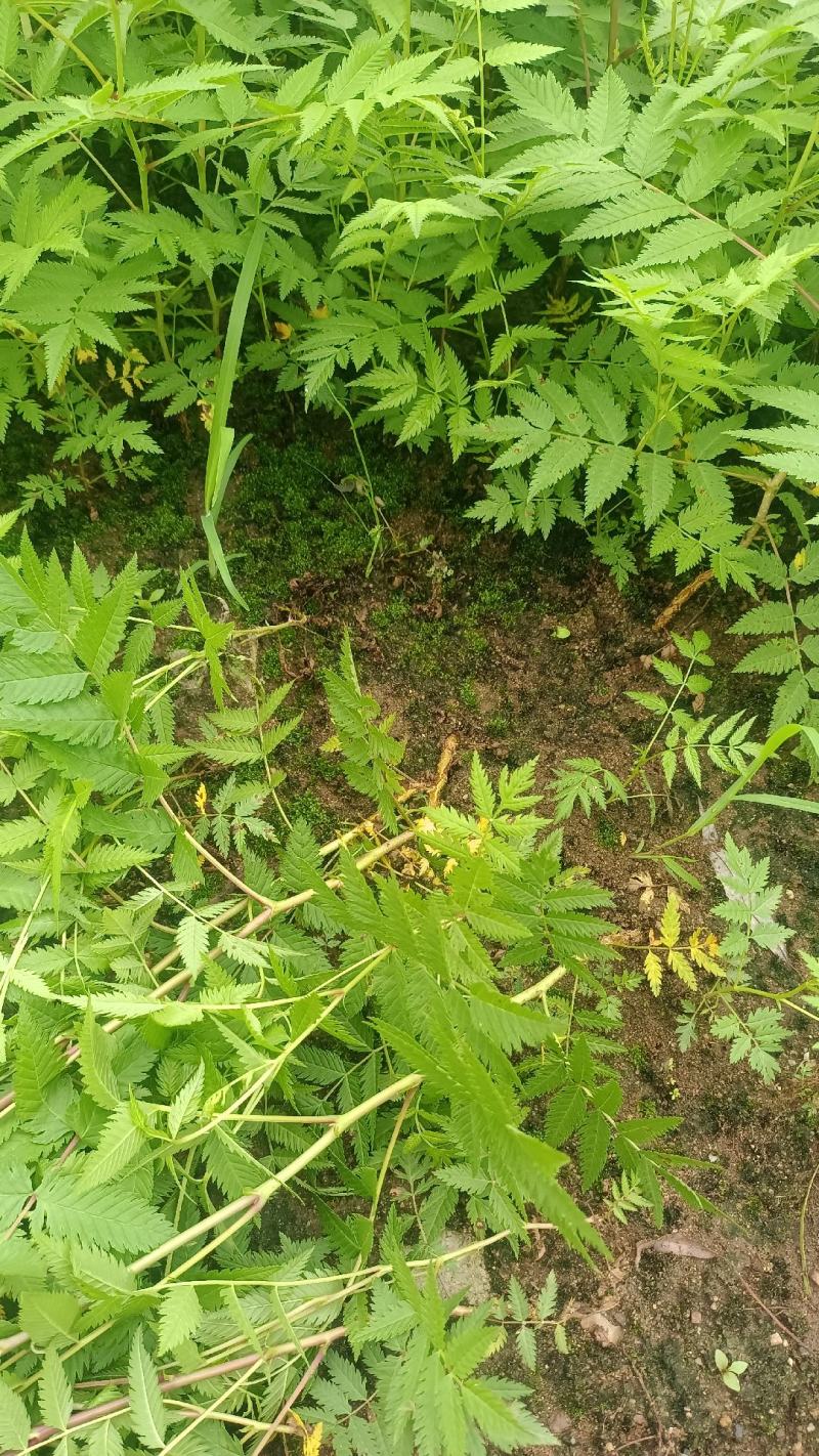 珍珠梅小苗播种，价格低，质量好，量大优惠