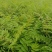 珍珠梅小苗播种，价格低，质量好，量大优惠