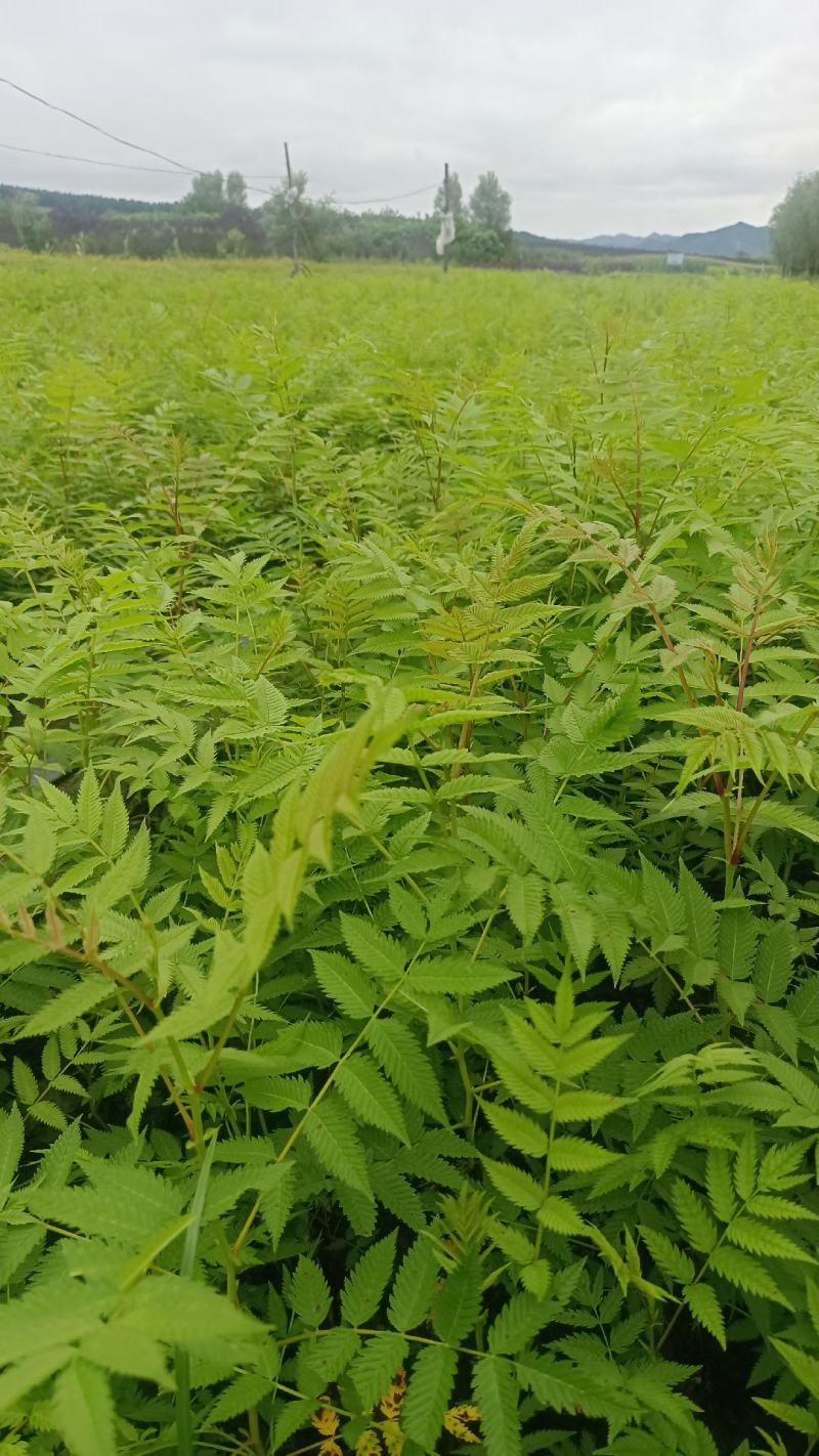 珍珠梅小苗播种，价格低，质量好，量大优惠